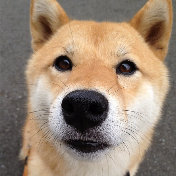 纽卡斯尔替补球员登场带来关键改变,纽卡斯尔联队球星