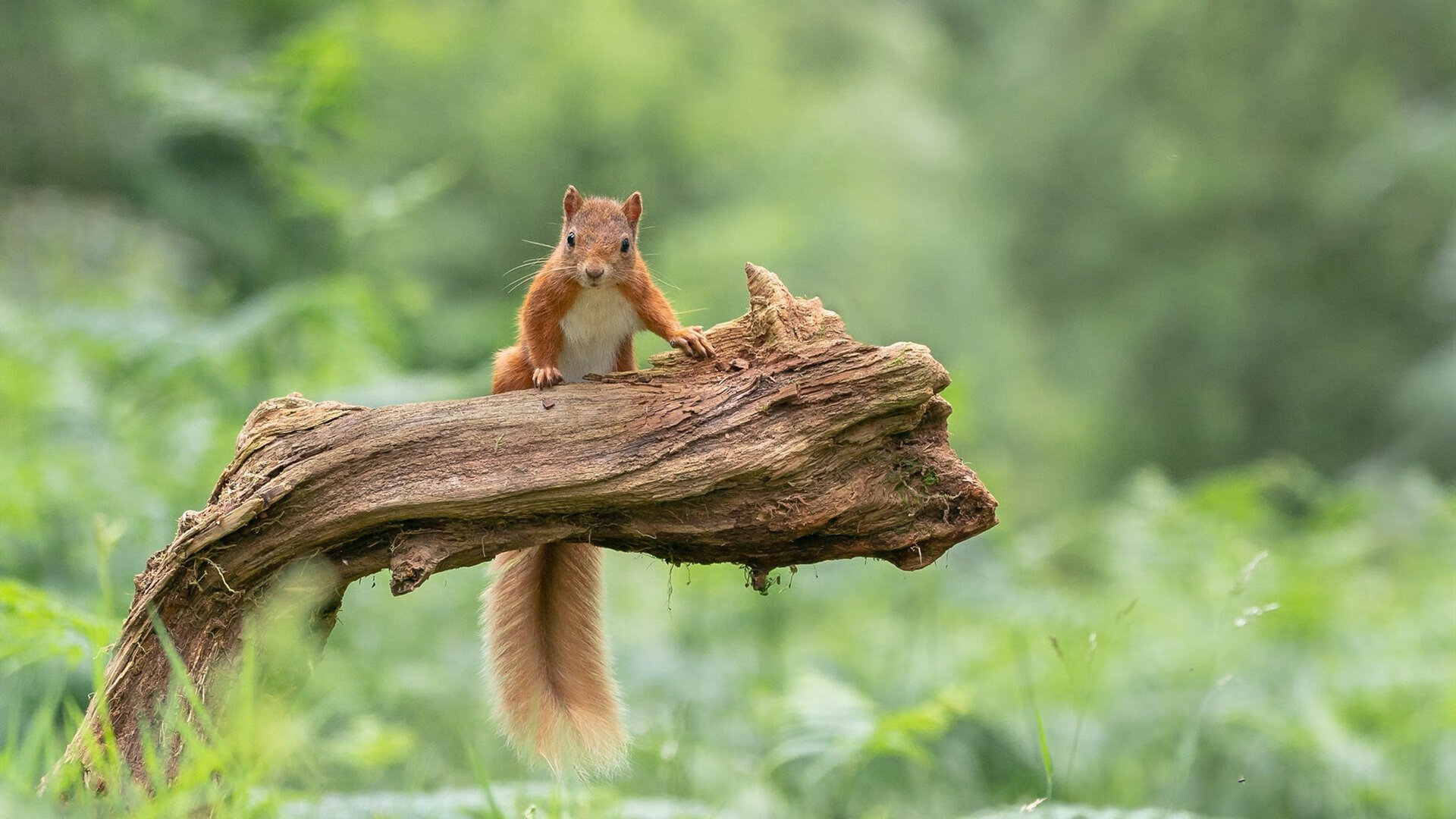 张雨霏赛场状态持续火热,张雨霏比赛现场