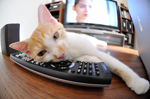 橄榄球冠军锦标赛:南半球四大强队竞技精彩纷呈,橄榄球比赛冠军