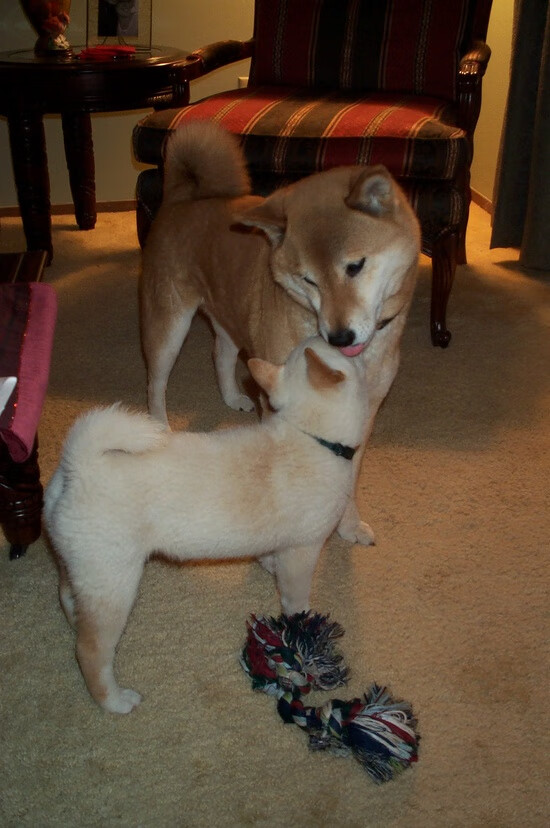 开云体育app在线-肯尼亚女篮在非洲锦标赛中表现出色，升向国际舞台