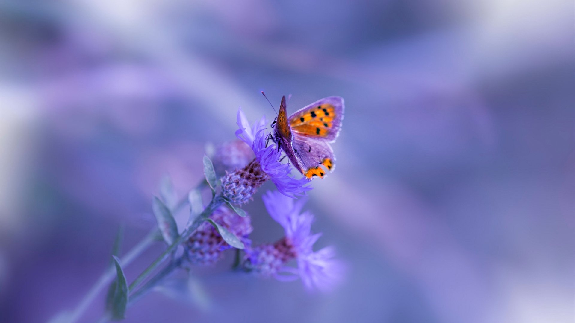 运动员退役后职业发展路径多元化探索,运动员退役后的生活现状