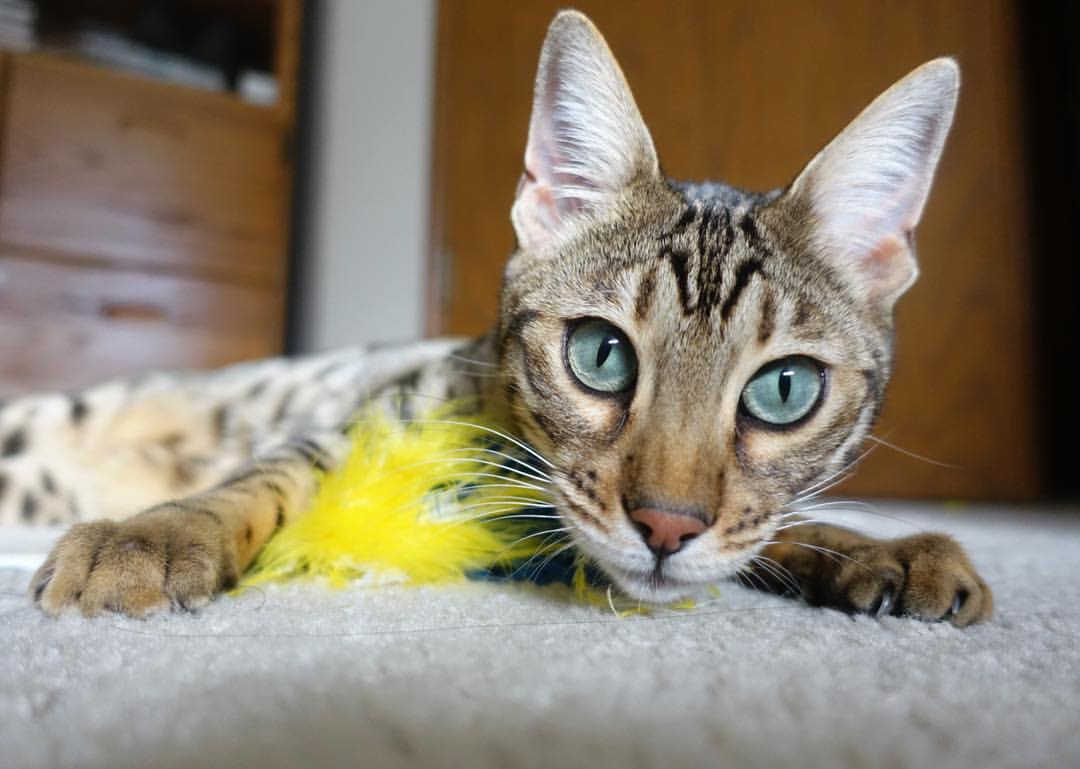 开云体育在线官网-Bussola 思考：如何在对抗强队中更具预判，面对强队怎么打比赛