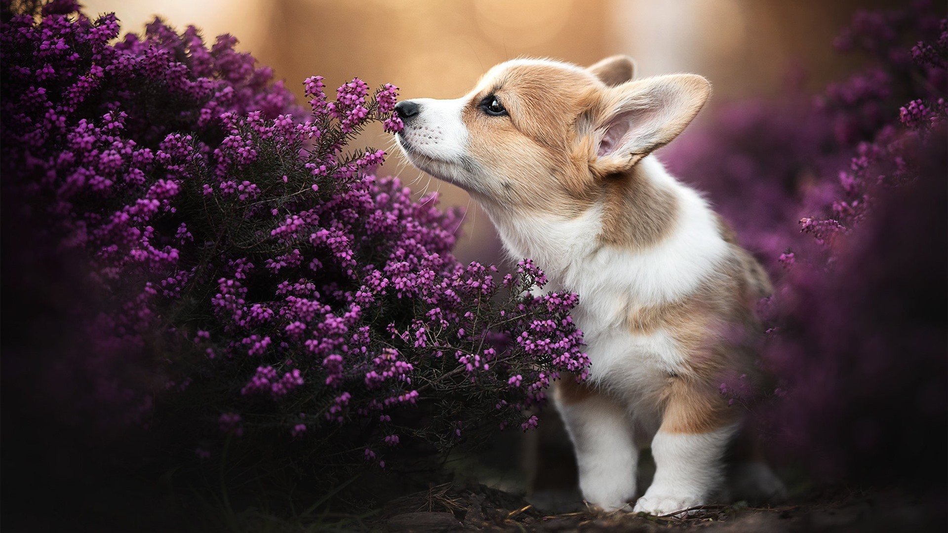 从冯珊珊减重看轻松瘦身的实践与误区,冯珊珊多重